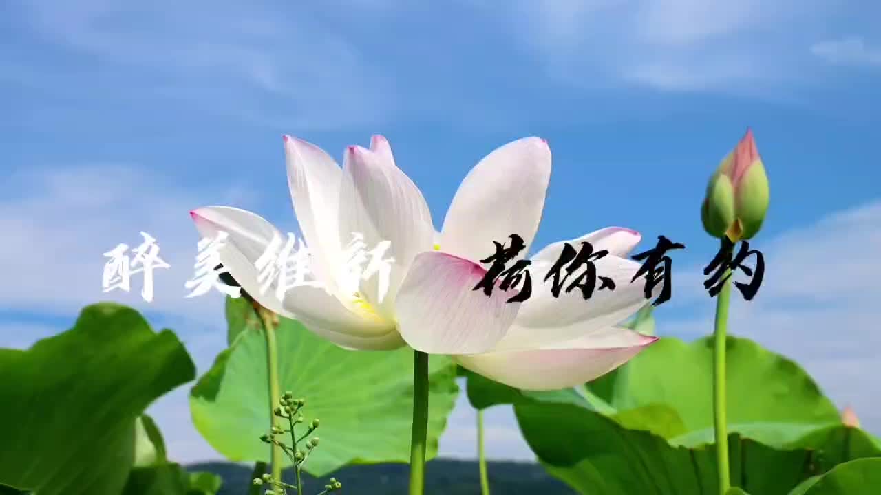 石門：醉美維新 “荷”你有約