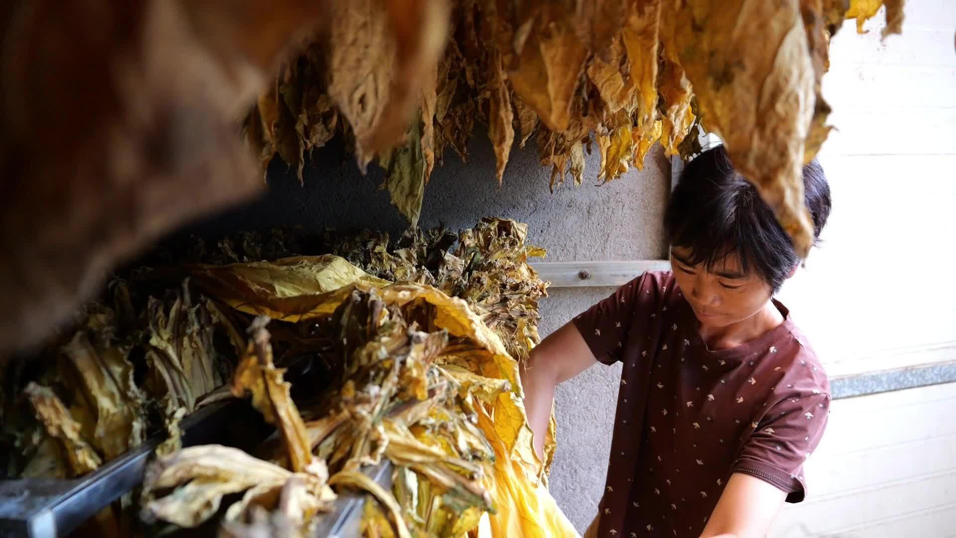 石門(mén)：壺瓶山 “金融活水”澆透千畝“黃金葉”  豐收有底氣