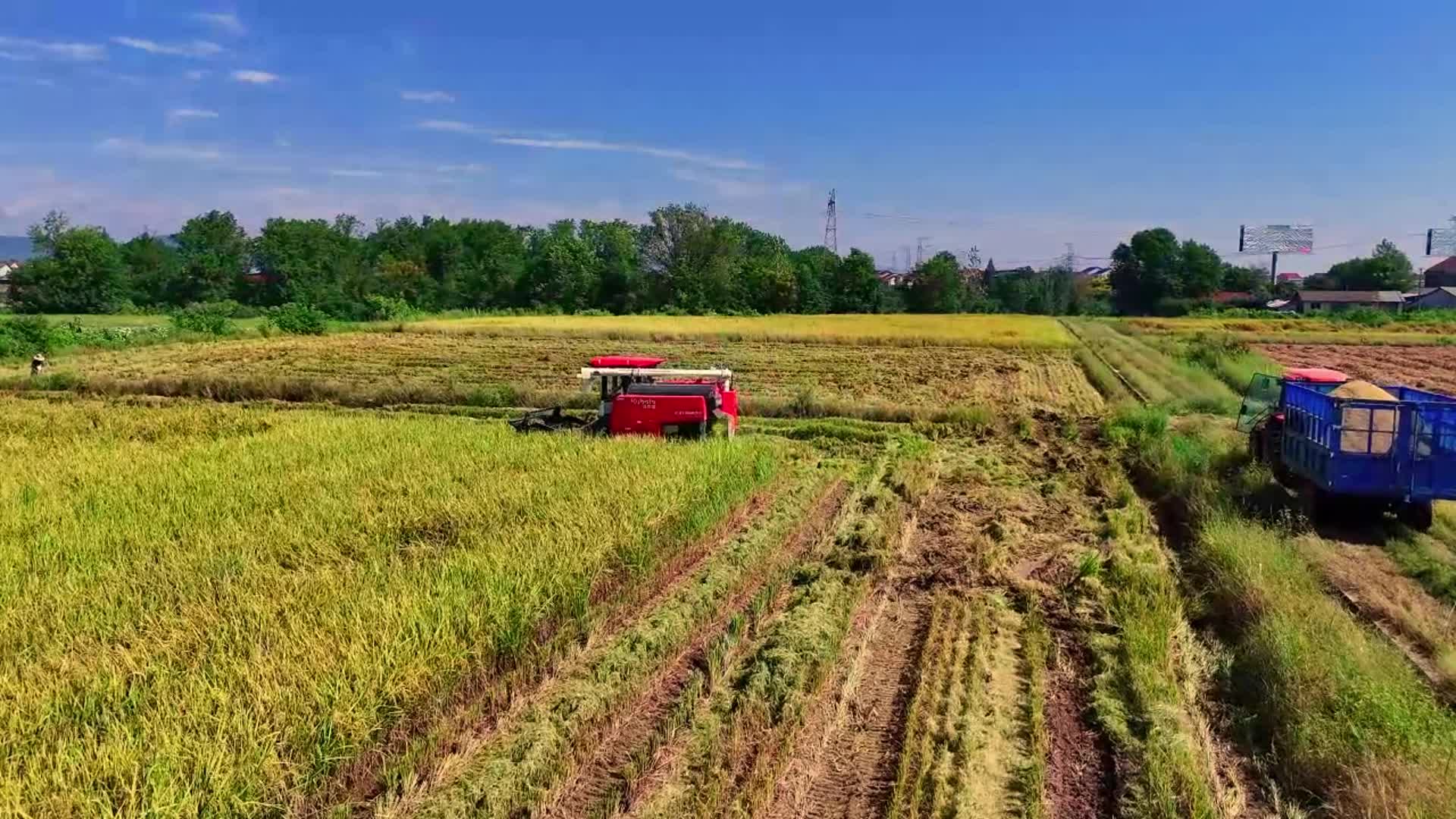 石门：首次成功引种节水抗旱稻 粮食生产再添“利器”