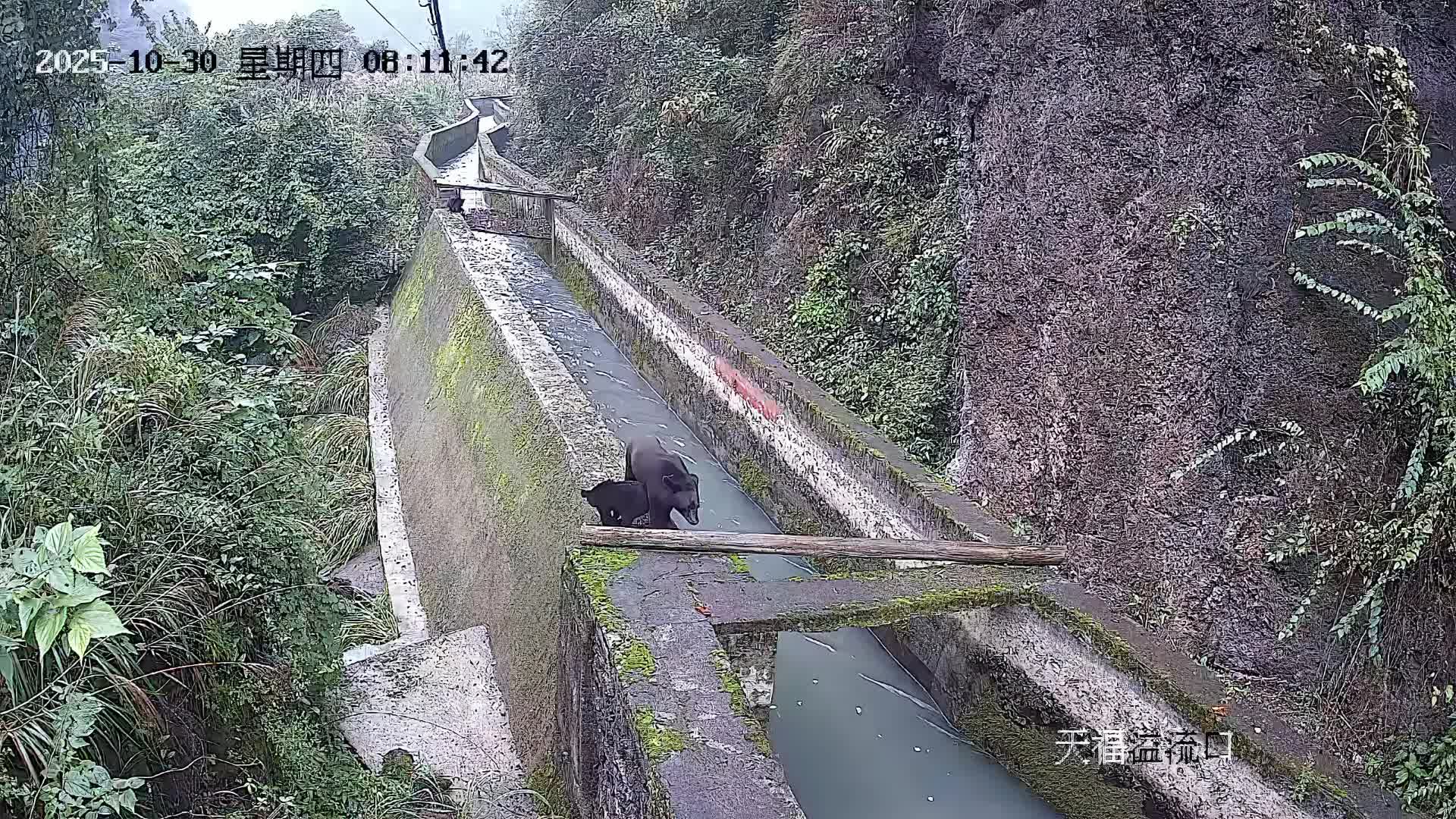 石门：萌态十足！壶瓶山国家级自然保护区三只小黑熊“组团”漫步