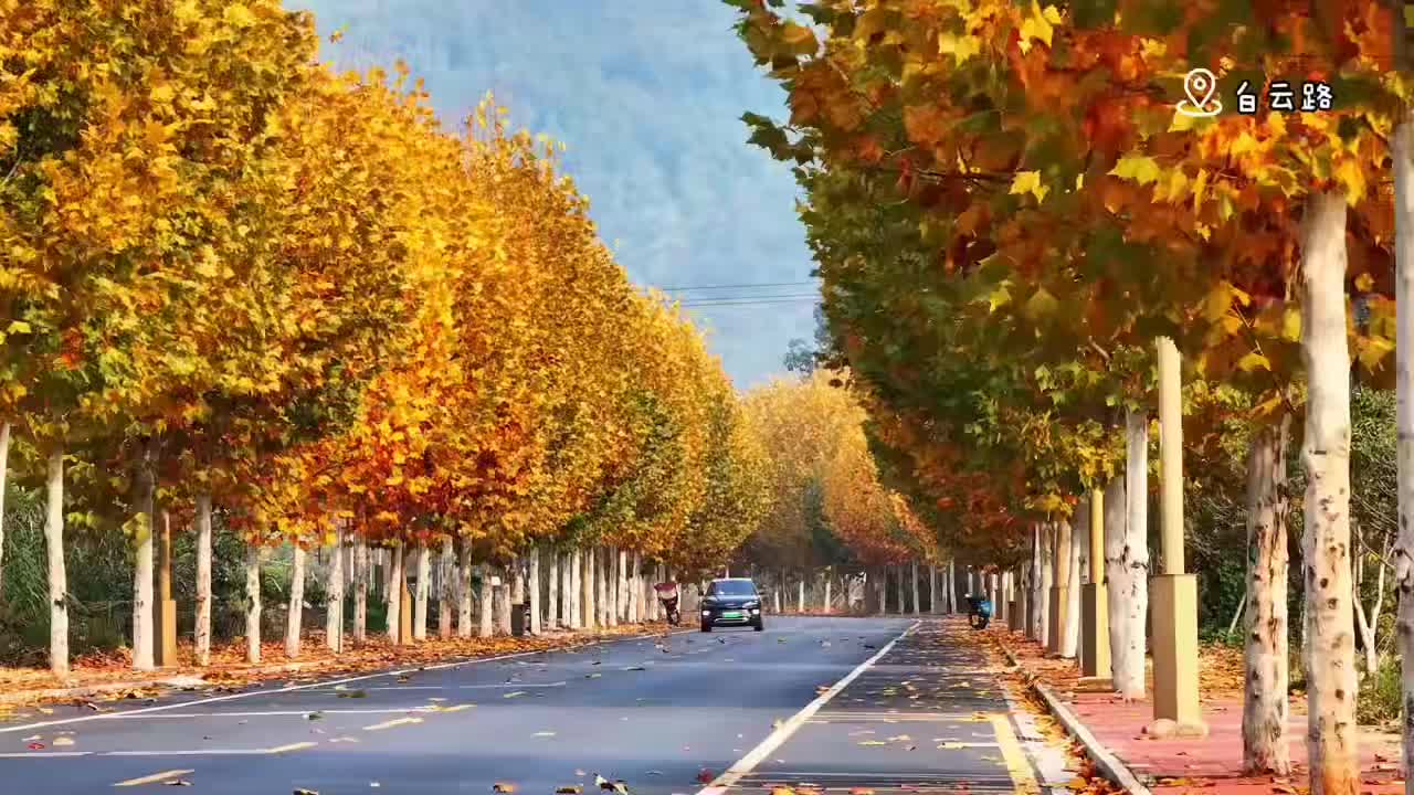 视频 | 石门：梧桐大道金黄铺展，冬日美景宛如油画