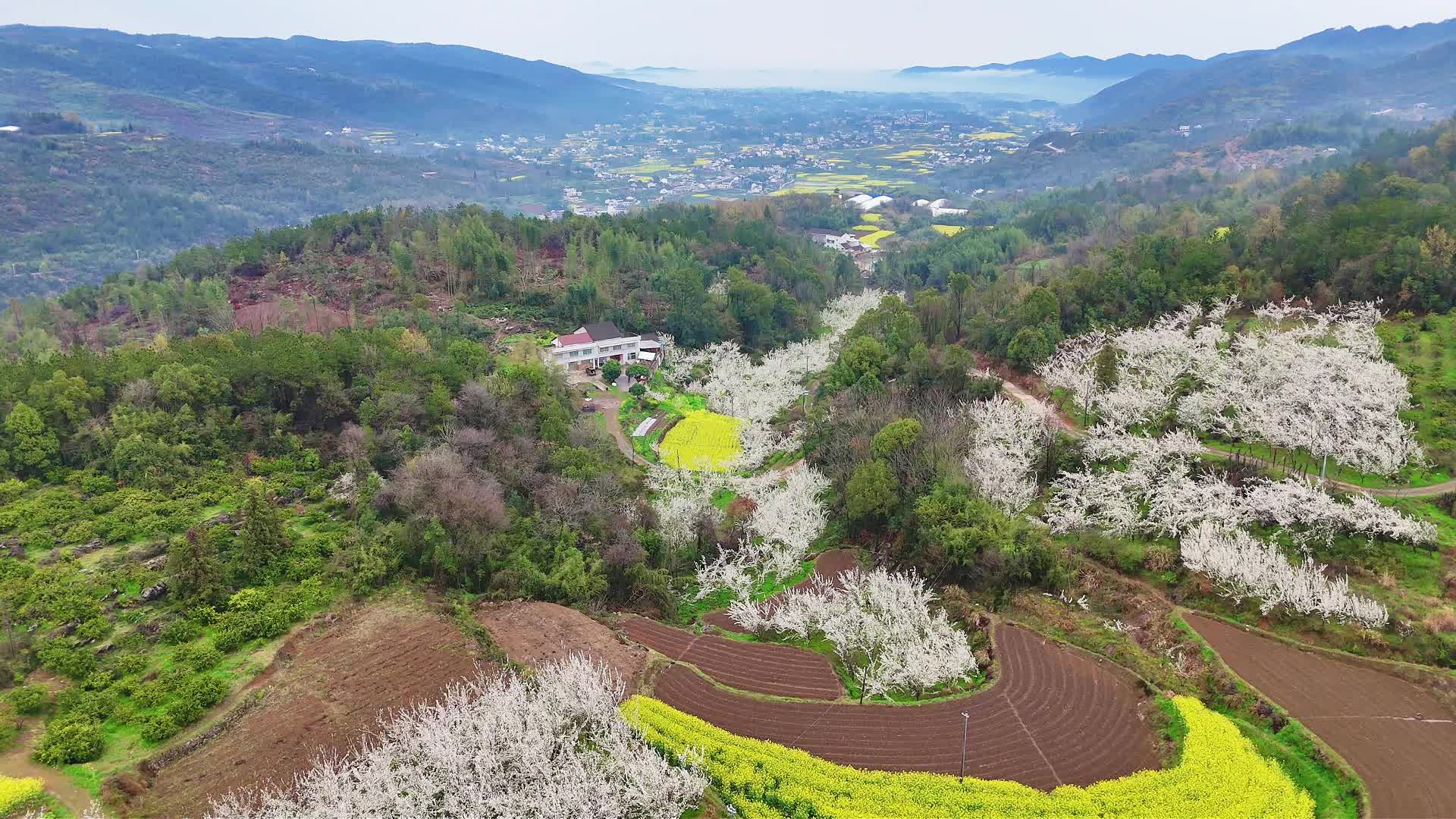 石门：李花绽放迎客来 农旅融合促增收