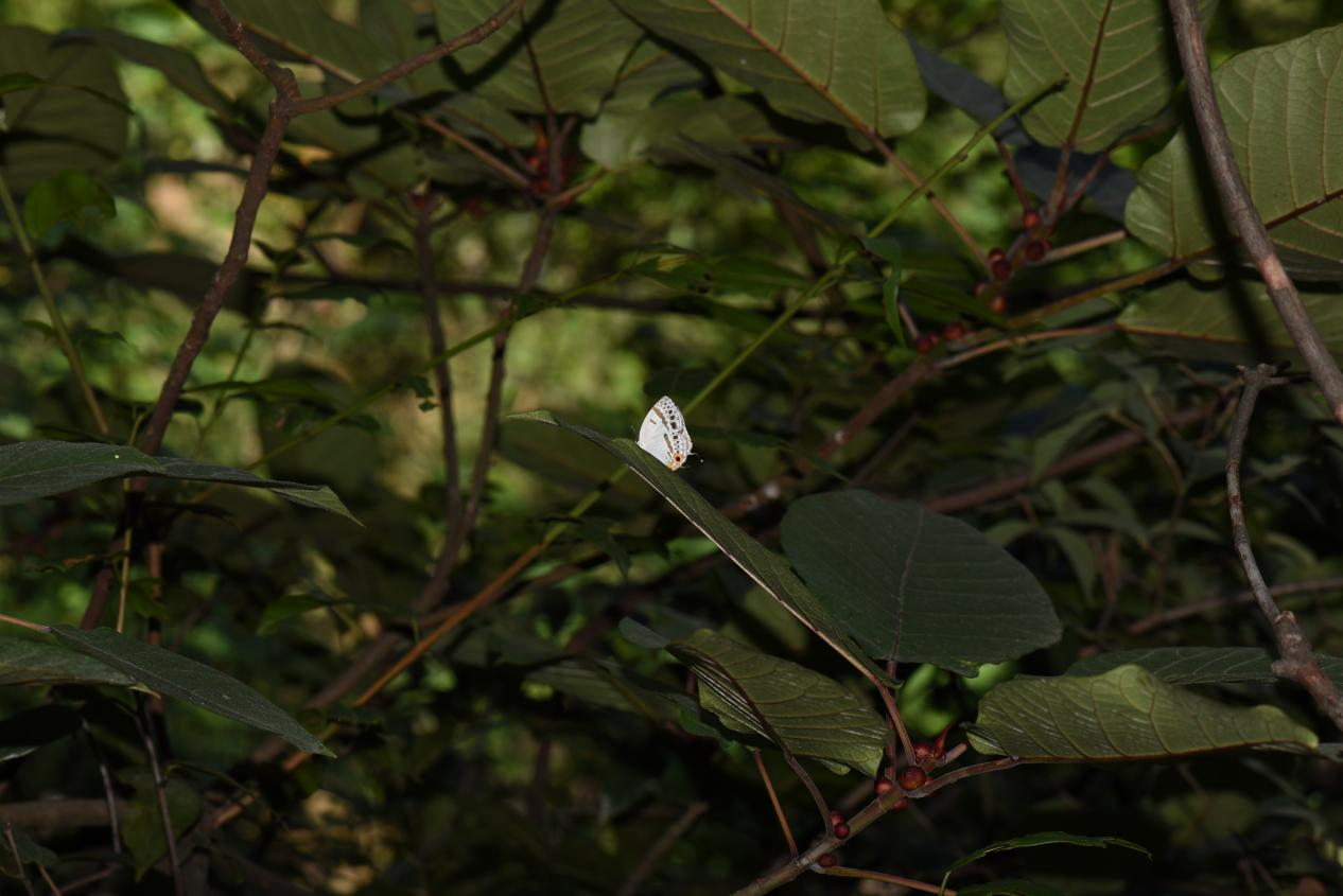 石門：壺瓶山“蝶”來新伙伴！梅爾何華灰蝶與陳氏青華灰蝶初亮相